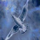 Storm Bird